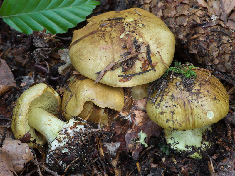 Cortinarius citrinus